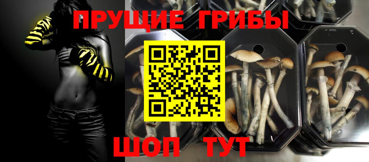 Галлюциногенные грибы GOLDEN TEACHER Псков